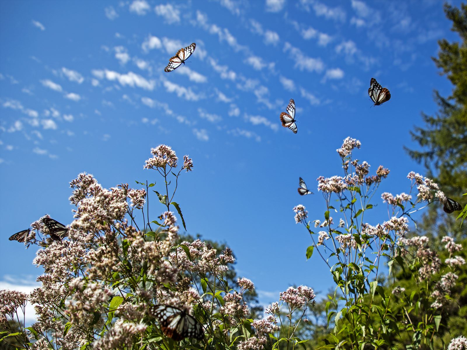 天空の花さんぽ 六甲高山植物園